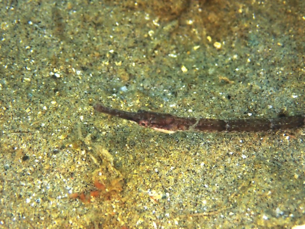 透明度は8ｍでしたよ。　　今林