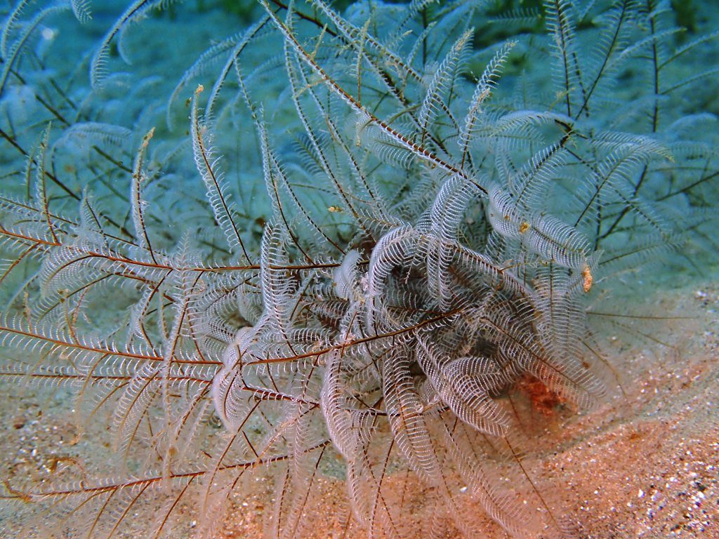透明度は8ｍでしたよ。　　今林