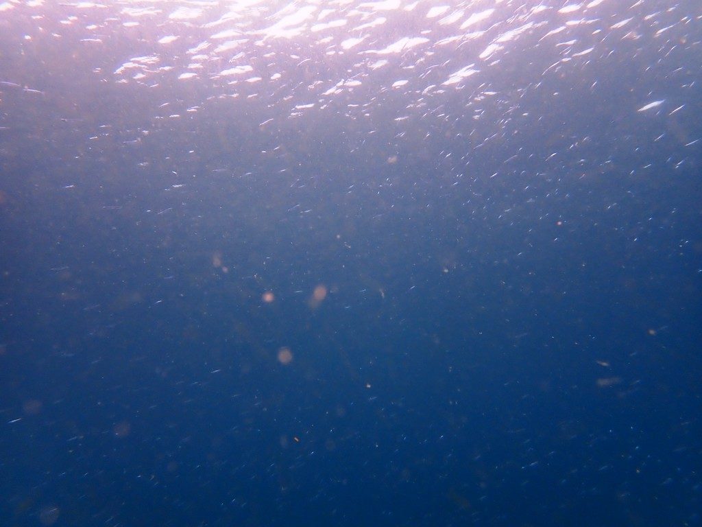 透明度は8ｍでしたよ。　　今林