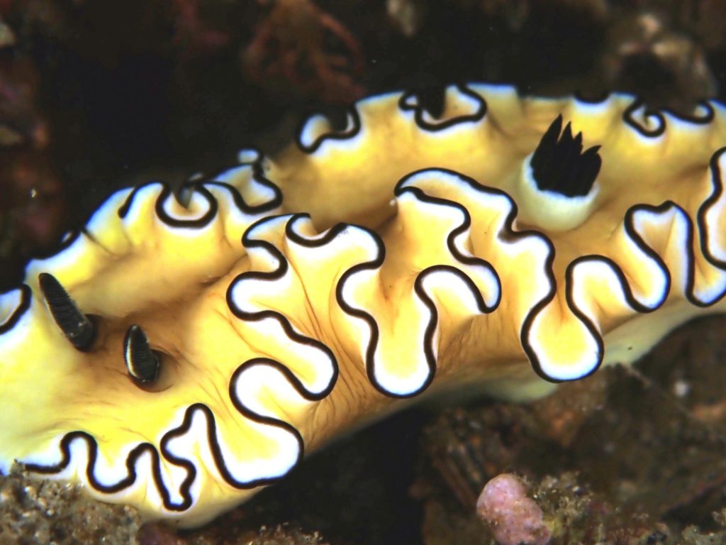 透明度は8ｍでしたよ。　　今林