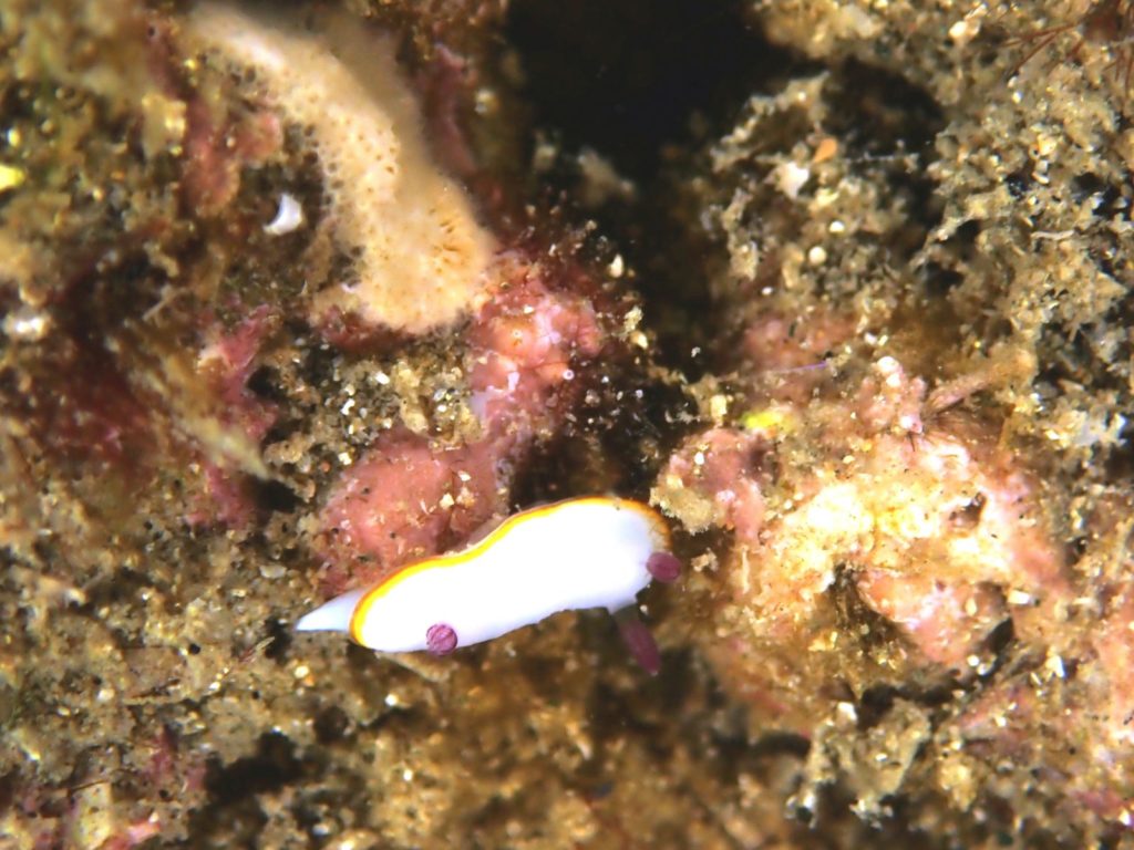 透明度は8ｍでしたよ。　　今林