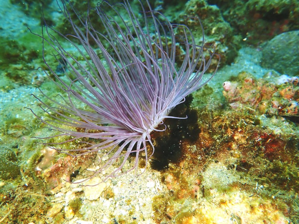 透明度は8ｍでしたよ。　　今林