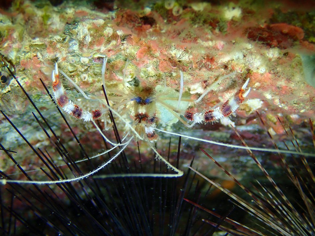 20201212恋の浦