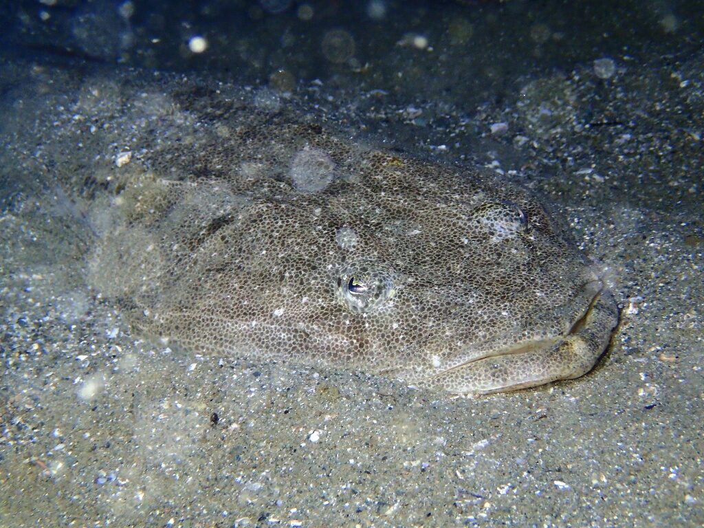 20210205恋の浦ナイト