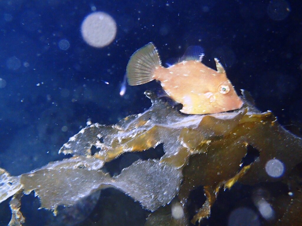 20210205恋の浦ナイト