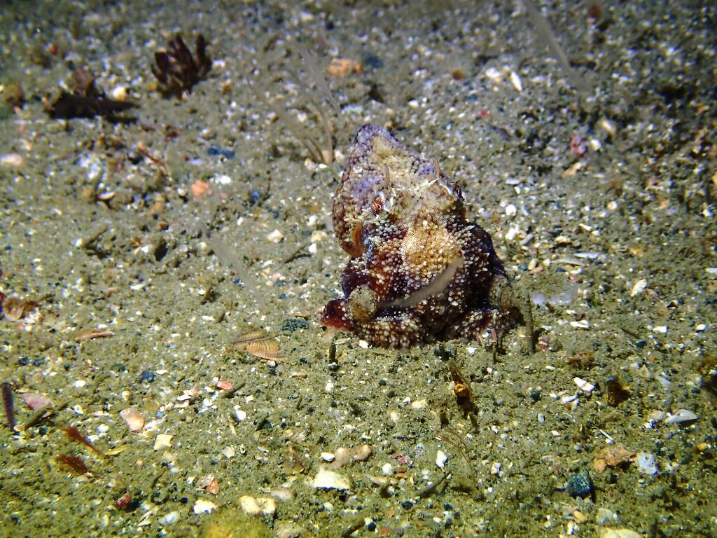 20210205恋の浦ナイト