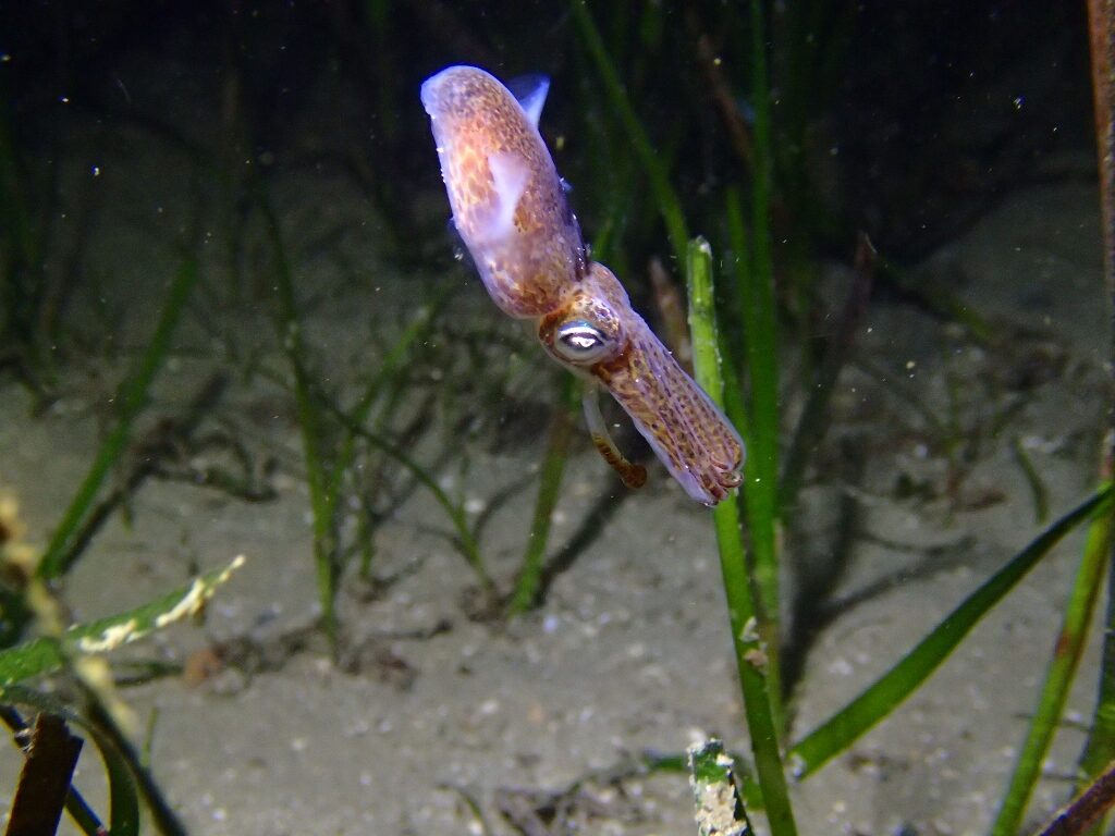 20210205恋の浦ナイト