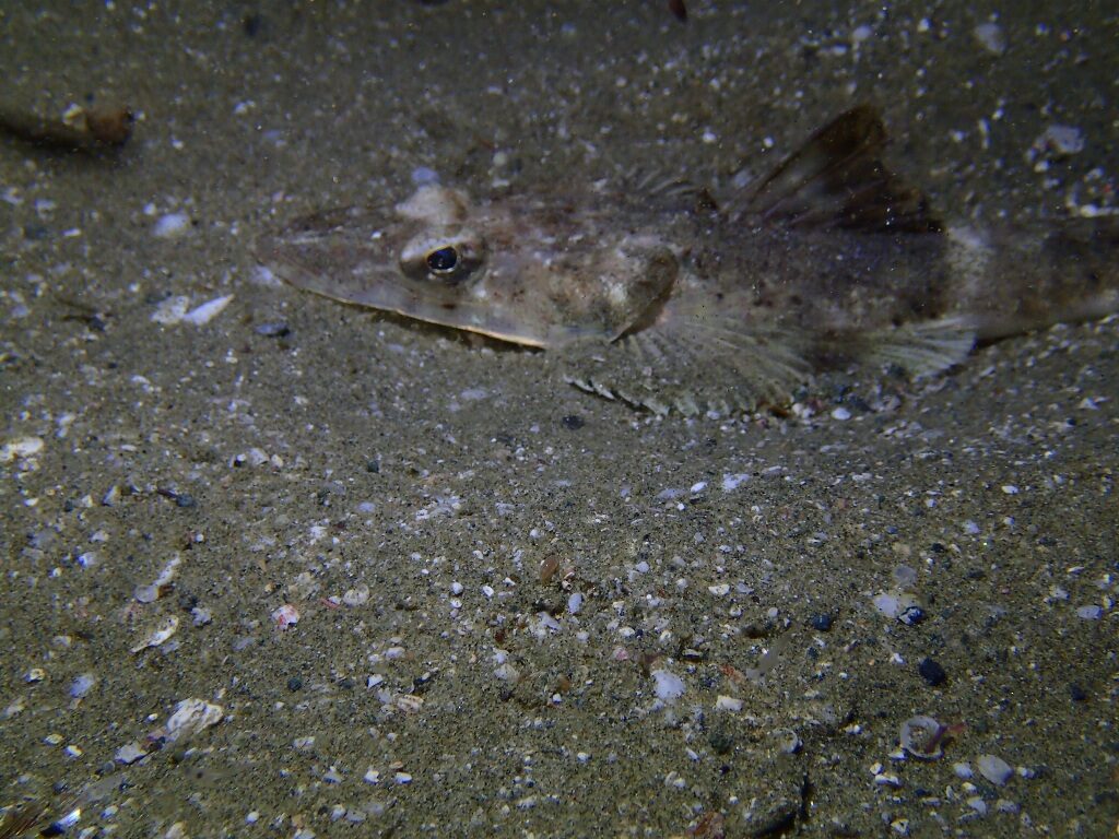 20210205恋の浦ナイト