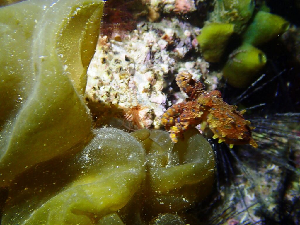 20210205恋の浦ナイト