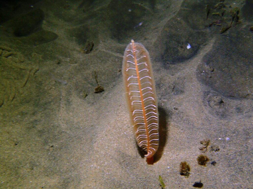 20210205恋の浦ナイト