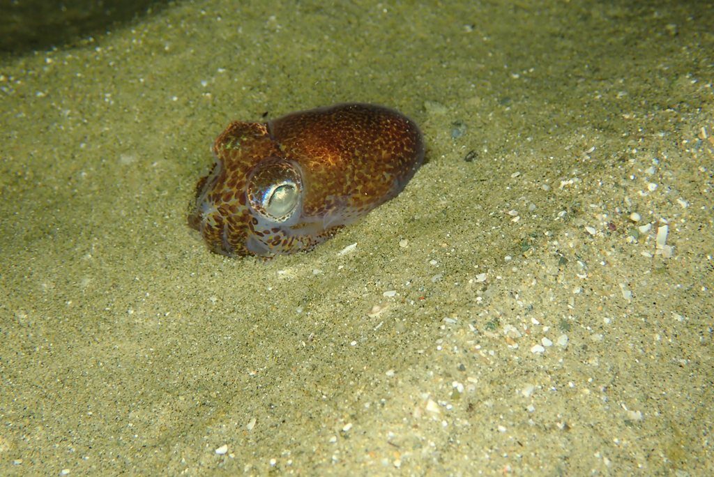 20210205恋の浦ナイト