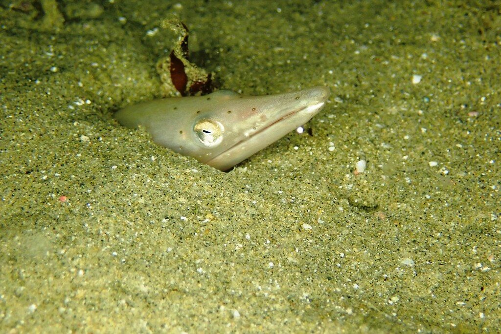 20210205恋の浦ナイト