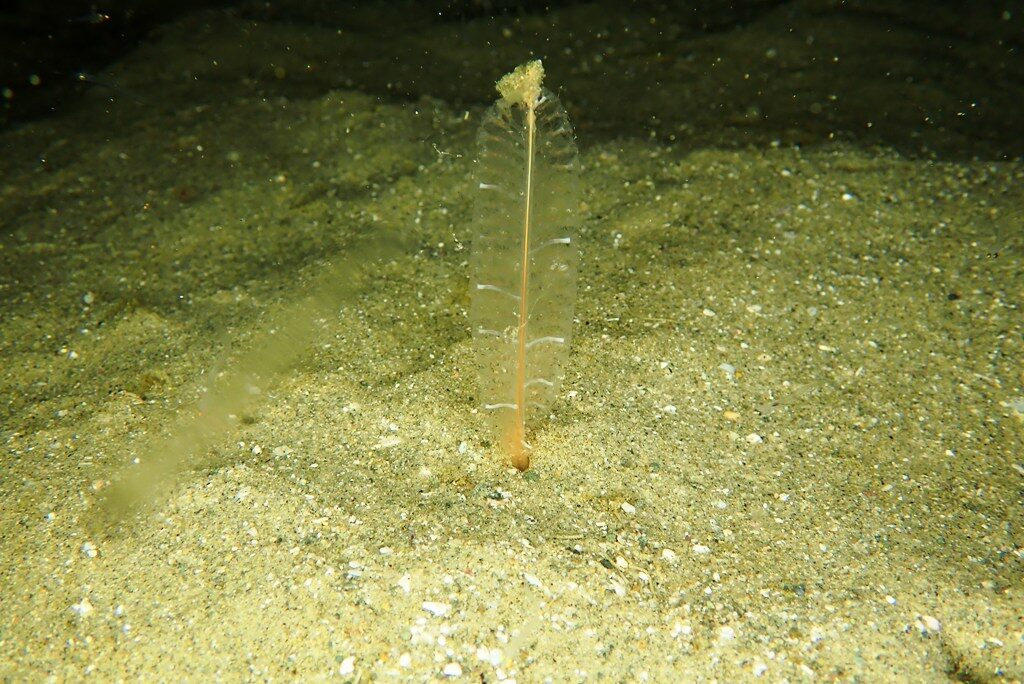 20210205恋の浦ナイト