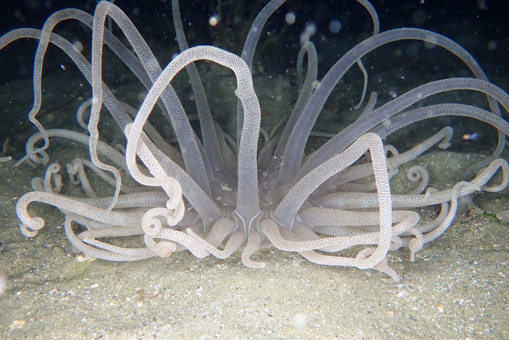 20210205恋の浦ナイト