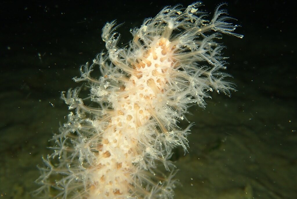 20210205恋の浦ナイト