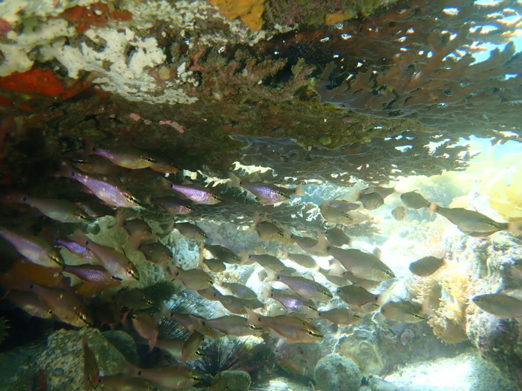 今日もいい天気です。 水面近くにはキビナゴの群れ レア物も多く楽しめました。