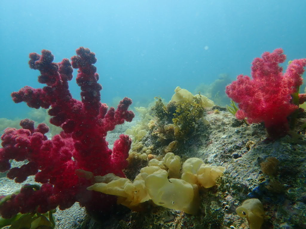 今日もいい天気です。 水面近くにはキビナゴの群れ レア物も多く楽しめました。