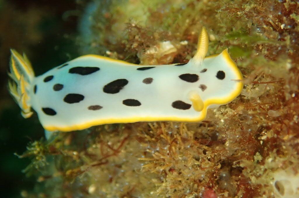 今日もいい天気です。 水面近くにはキビナゴの群れ レア物も多く楽しめました。