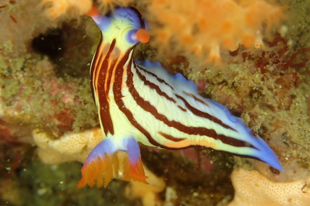 今日もいい天気です。 水面近くにはキビナゴの群れ レア物も多く楽しめました。