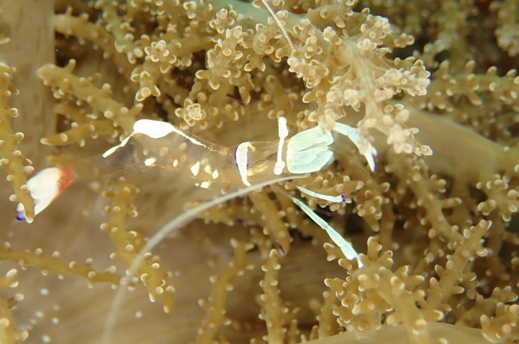 今日もいい天気です。 水面近くにはキビナゴの群れ レア物も多く楽しめました。