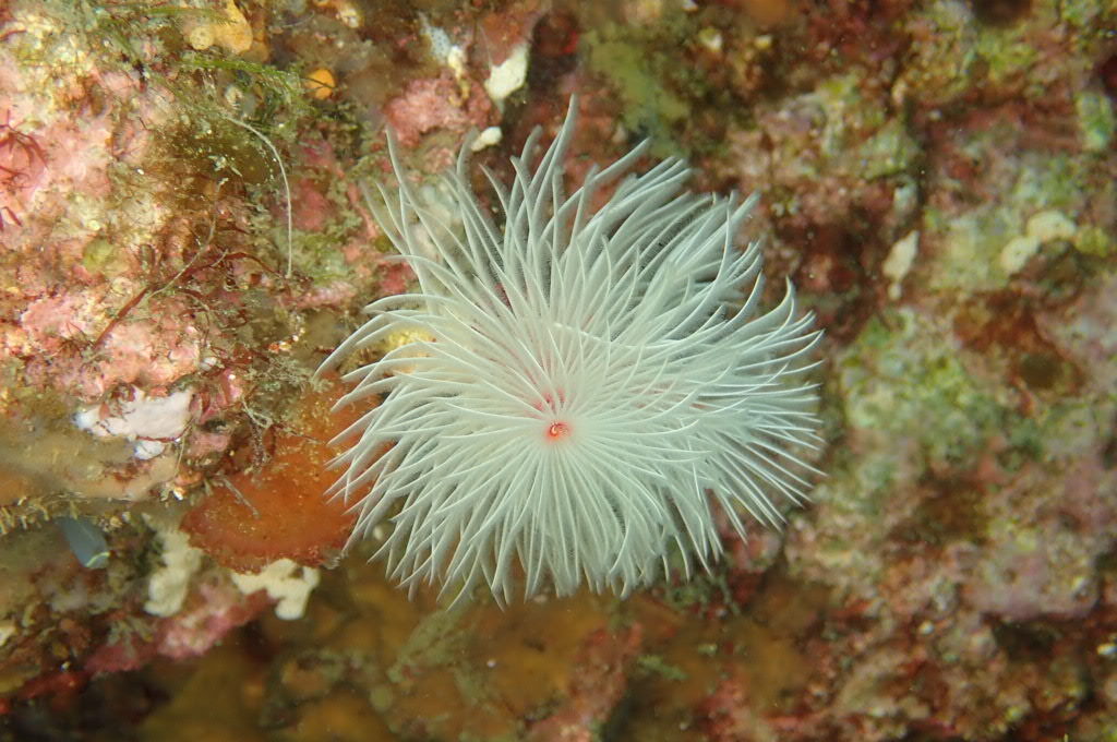 今日もいい天気です。 水面近くにはキビナゴの群れ レア物も多く楽しめました。