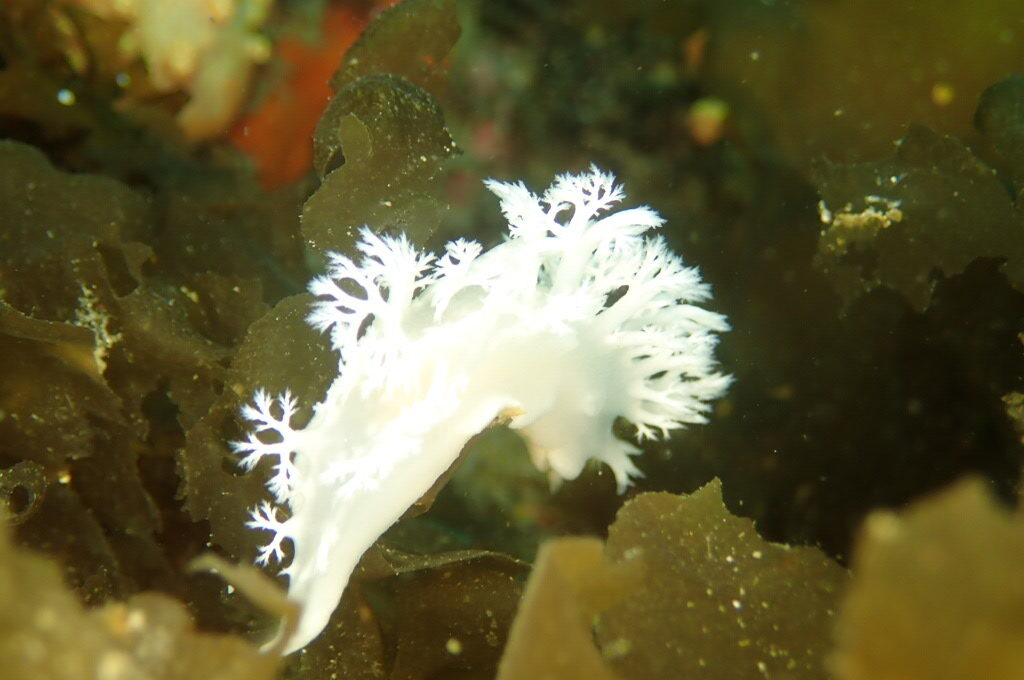 今日もいい天気です。 水面近くにはキビナゴの群れ レア物も多く楽しめました。