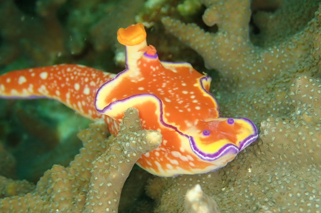 今日もいい天気です。 水面近くにはキビナゴの群れ レア物も多く楽しめました。