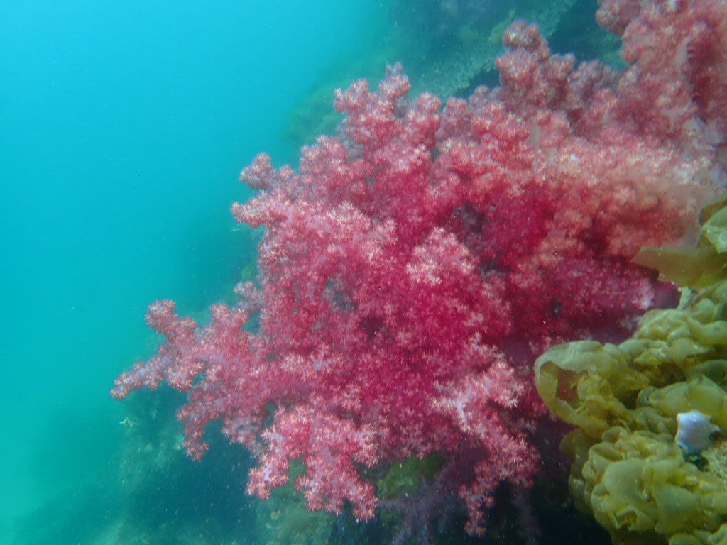 今日もいい天気です。 水面近くにはキビナゴの群れ レア物も多く楽しめました。