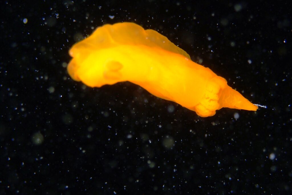 20210521恋の浦ナイト