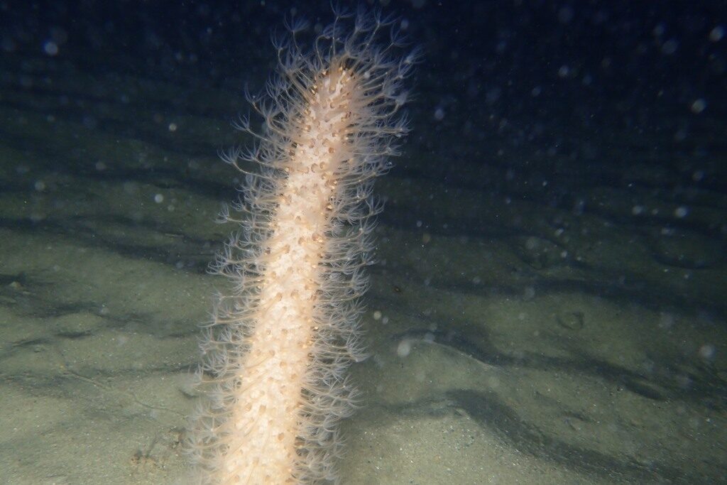 20210521恋の浦ナイト