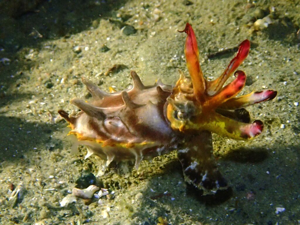 20210521恋の浦ナイト