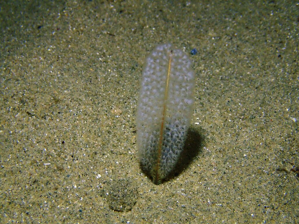 20210521恋の浦ナイト