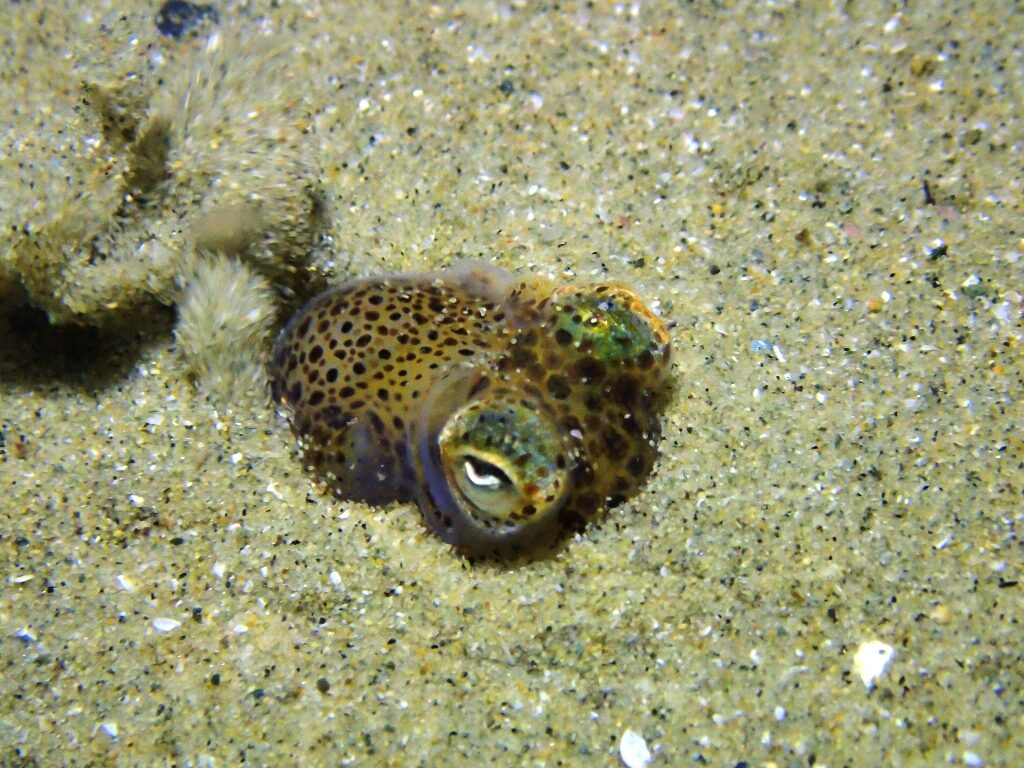 20210521恋の浦ナイト