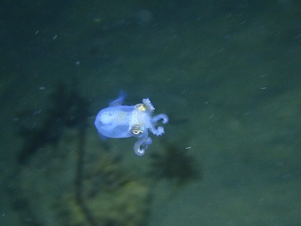 20210521恋の浦ナイト