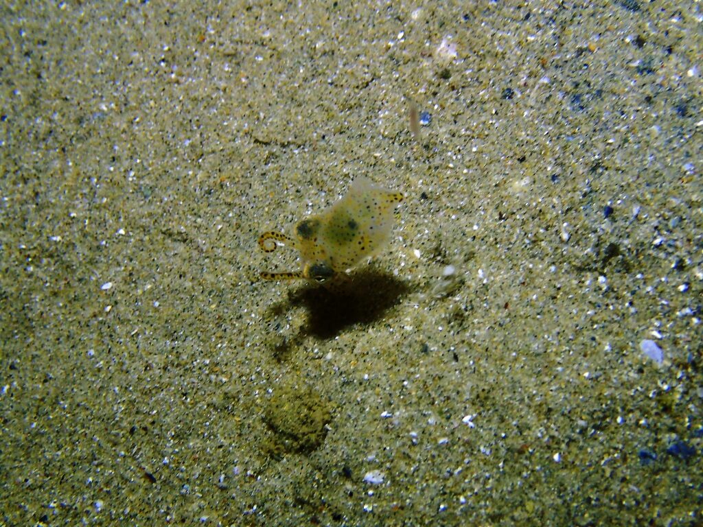 20210521恋の浦ナイト