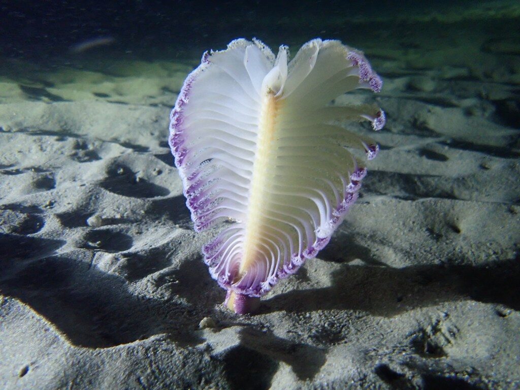 20210521恋の浦ナイト