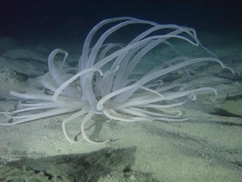 20210521恋の浦ナイト