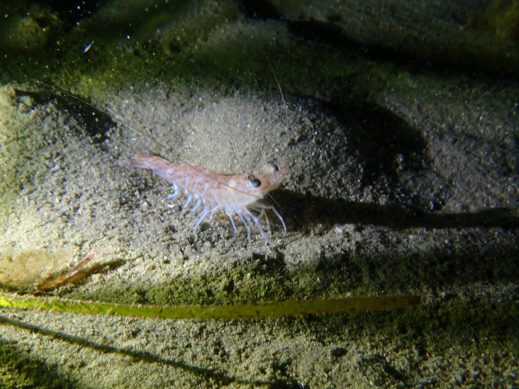 20210521恋の浦ナイト