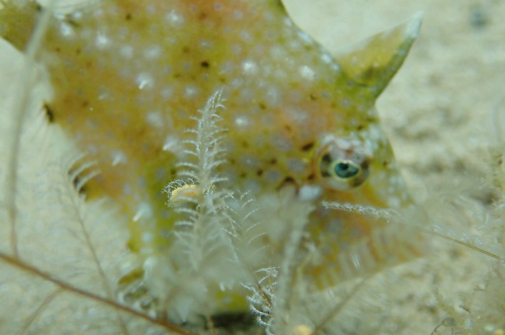 ２０２１０６１３恋の浦