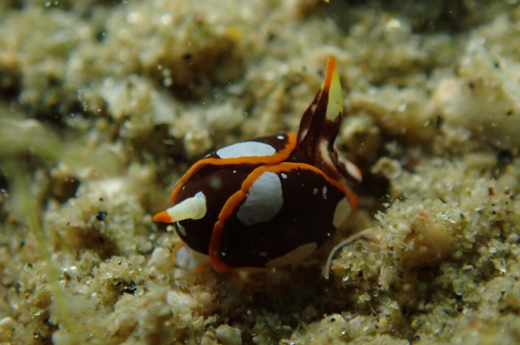 ２０２１０６１３恋の浦