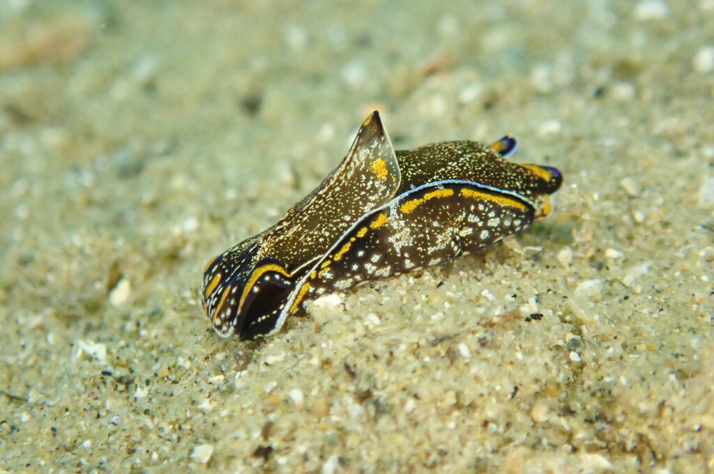 ２０２１０６１３恋の浦