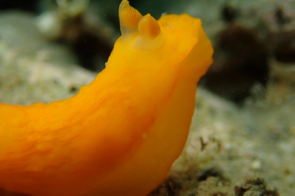 ２０２１０６１３恋の浦