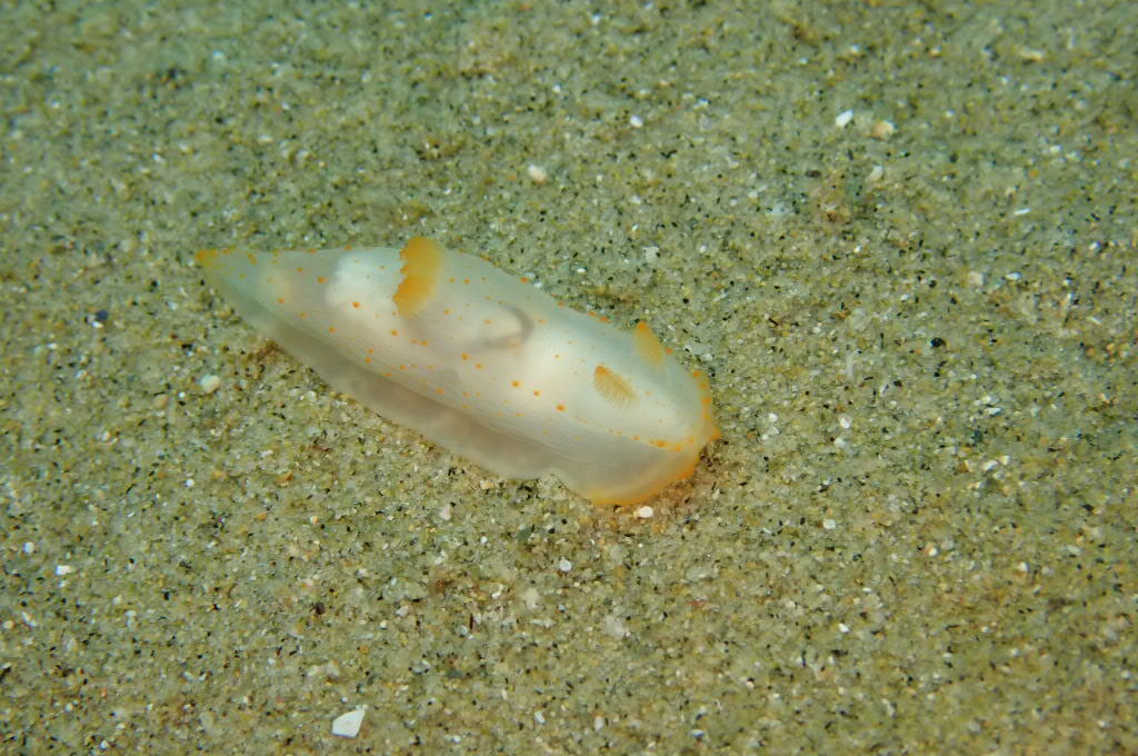 ２０２１０６１３恋の浦