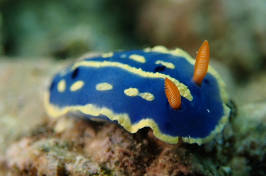 ２０２１０６１３恋の浦