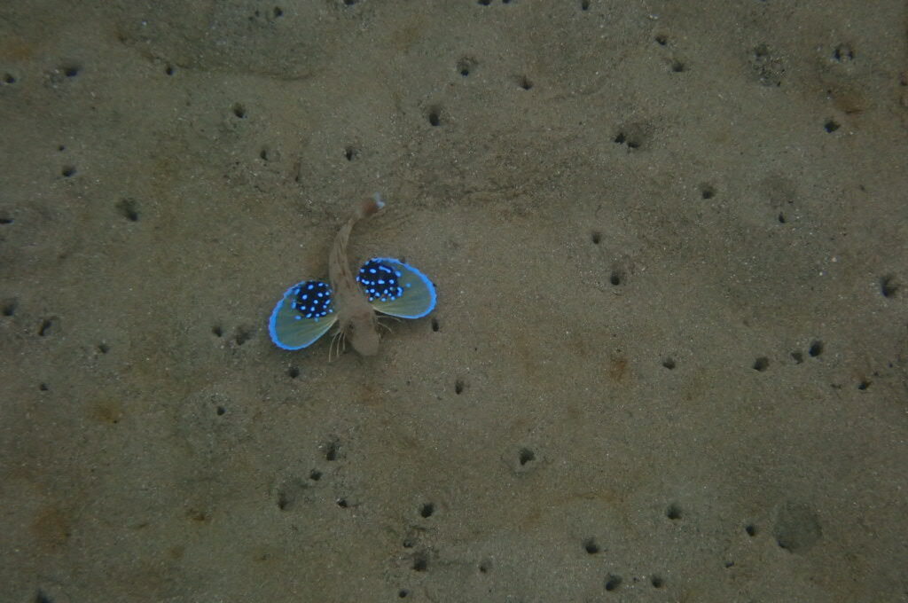 ２０２１０６１３恋の浦