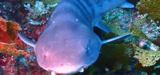 20210606芦屋沖ドリフト