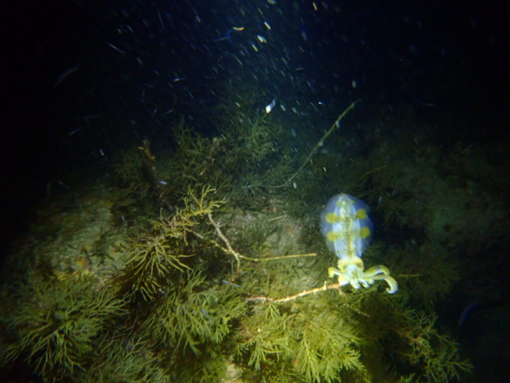 20230825恋の浦ナイト