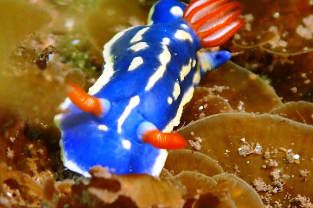 20250720恋の浦