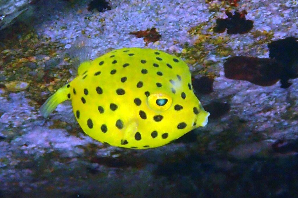 20250721恋の浦