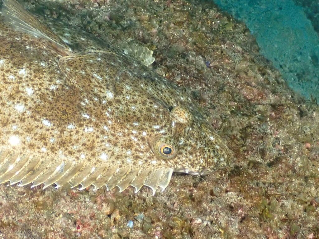 20260112辰口初潜り